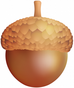 Acorn PNG Clip Art Image | Gallery Yopriceville - High-Quality ...