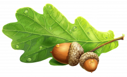 Acorns PNG Clipart Picture | Gallery Yopriceville - High-Quality ...