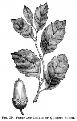 acorn and leaves illustration, vintage botanical clipart, black and ...