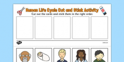 Human Life Cycle Cut and Stick Activity | EDUC 400/411/422 dl ...