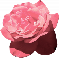aesthetic tumblr flower pink vaporwave...