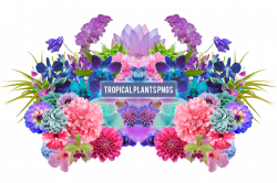 Tropical Plants Png's by Summer-to-the-spring on DeviantArt