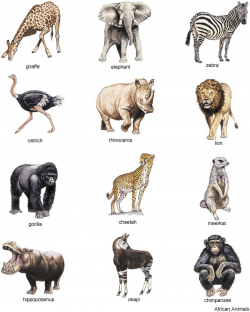 African animals clipart for your project | ClipartMonk - Free Clip ...