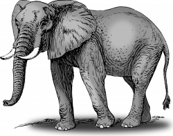 Clipart - Colored elephant