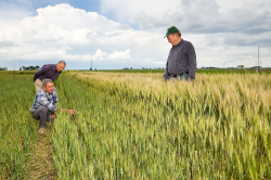 Farms | Free Stock Photo | Agricultural engineers examining a wheat ...