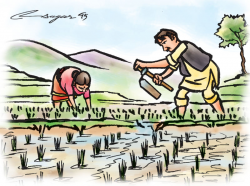 Agricultural price policy: Some thoughts | The Himalayan Times