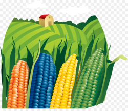 Farmer Agriculture Clip art - Corn field png download - 1179*1000 ...