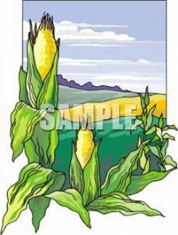 Clip Art Image: Fields of Corn