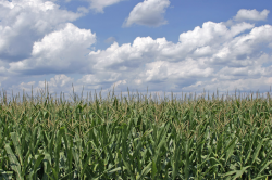Field Corn, B104 (104 Days) | American Seed Co.