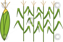 Corn stock vector
