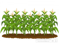 Agriculture Clipart- corn-field-clipart - Classroom Clipart