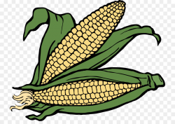 Crop Farm Agriculture Clip art - Ear Of Corn Clipart png download ...