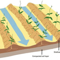 PDF) The Tiyeni Deep-Bed Farming System: A Field Manual