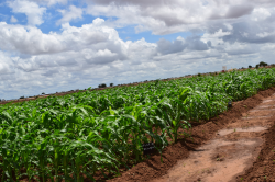 AGRICULTURE | SATG | Somali Agriculture Technical Group