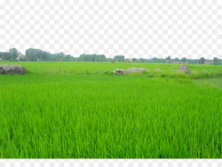 Daotian, Shandong Paddy Field Oryza sativa - Green rice fields png ...