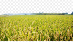 Agriculture Paddy Field Crop - Harvested rice png download - 900*509 ...