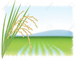 28+ Collection of Rice Field Background Clipart | High quality, free ...