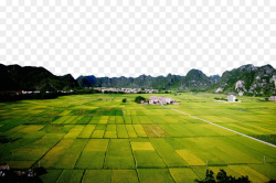 Paddy Field Rice Agriculture - Planning neat rice fields png ...