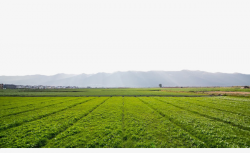 Green Farmland, Paddy, Paddy Fields, Farmland PNG Image and Clipart ...