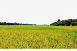 Golden Rice Fields, Paddy, Seedling, Yellow PNG Image and Clipart ...