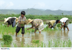 Young And Old Filipinos Working In A Rice Field Stock Photo 53039849 ...