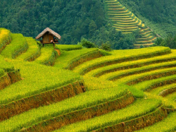 Rice Terrace clipart - Pencil and in color rice terrace clipart