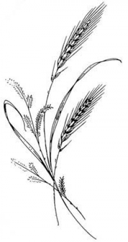 wheat plant drawing | Motif çizimleri | Pinterest | Plants, Tattoo ...