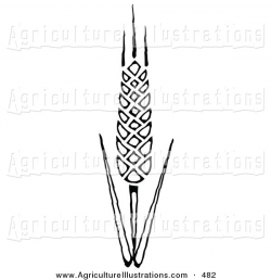 Agriculture Clipart of a Single Fresh Head of Wheat Growing on the ...
