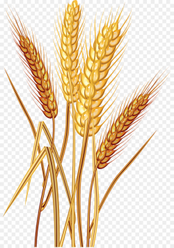 Common wheat Grain Stock photography Download Clip art - wheat png ...