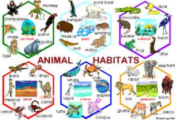 Animals : Habitats - ESL Resources