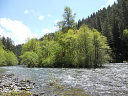 McKenzie River (Oregon) - Wikipedia