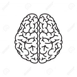 28+ Collection of Brain Clipart Top View | High quality, free ...