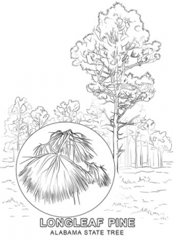 Alabama State Tree coloring page | Free Printable Coloring Pages