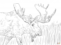 Excellent Moose Coloring Pages Alaska Page Fre #23897 - Unknown ...