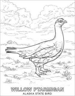 Alaska State Bird coloring page | Free Printable Coloring Pages