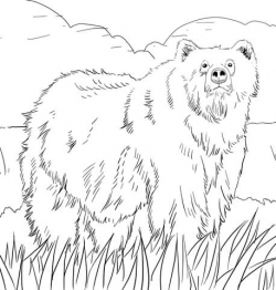 Alaskan Grizzly Bear coloring page | Free Printable Coloring Pages