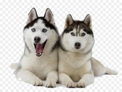Siberian Husky Puppy Pet Clip art - Husky PNG Clipart png download ...
