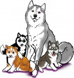 AKC Siberian Husky puppies! | HAIRY PAWERS DOG TRAINING | Pinterest ...