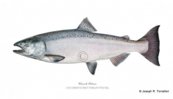 8 best Pacific Salmon - Photos and Illustrations images on Pinterest ...