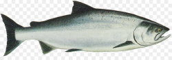 King Salmon Chinook salmon Sockeye salmon Chum salmon - SALMON png ...