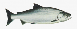 Salmon Png Transparent - Alaska State Fish #54874 - Free ...