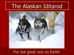 406 best Dog sledding/Iditarod Race images on Pinterest | Sled dogs ...