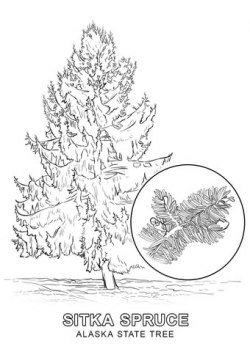Alaska State Tree coloring page | Free Printable Coloring Pages