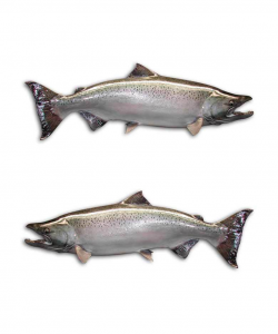 Chinook Salmon Fishing Stickers - Aftershock Decals