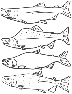 Free Coloring Page of Salmon Fish, Free Printable Fish Coloring ...
