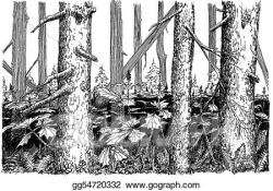 Drawing - Spruce woods. Clipart Drawing gg54720332 - GoGraph