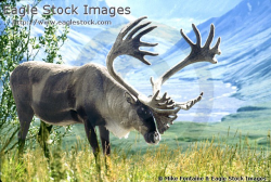 Caribou - Beautiful Alaskan Carbou with scenic mountain background ...