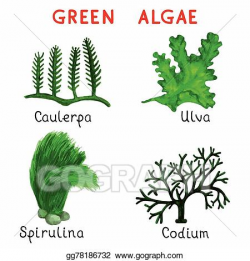 EPS Illustration - Green algae. Vector Clipart gg78186732 ...