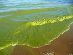 Record-breaking 2011 Lake Erie algae bloom may be sign of things to ...