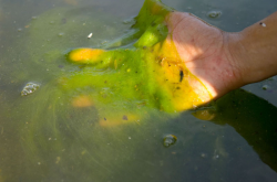Two ways to reduce toxic algal blooms